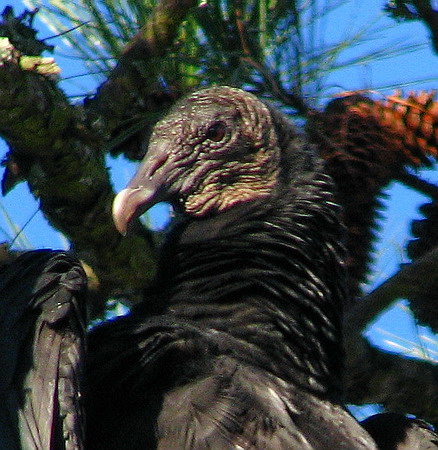 Black Vulture Black Vulture